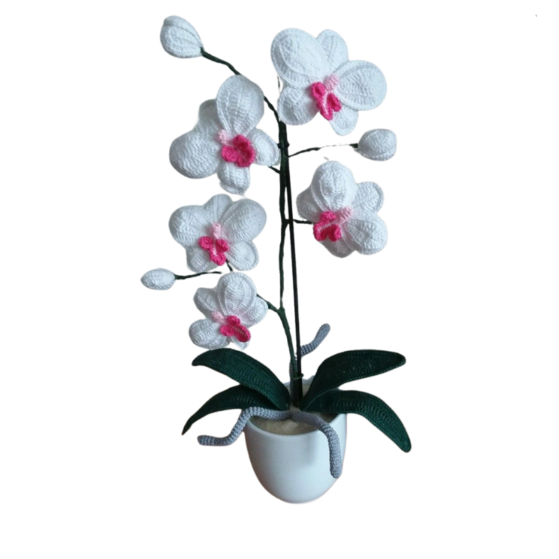 Orchideenpflanze